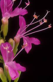 Image result for Elymandra grallata