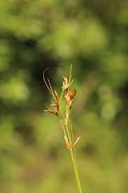 Image result for Rhynchospora rugosa