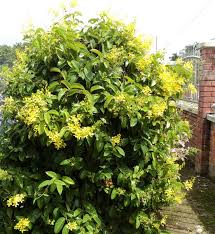 Image result for Tristellateia