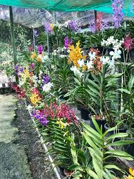 Saya menggunakan persect 0.5dp iaitu lama untuk pokok orkid tersebut berbunga semula selepas bunganya yang anda beli waktu itu gugur. Rak Promosi 3 Pokok Rm 40 Hanya Kebun Orkid Jelita Facebook