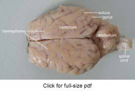 Sheep Brain Dissection Guide With Pictures Dissection Brain Anatomy Brain