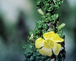 Image result for Eureiandra sp. A