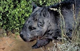 Image result for Northern hairy-nosed wombat