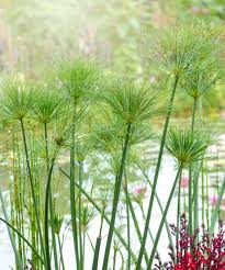 Image result for Cyperus kirkii
