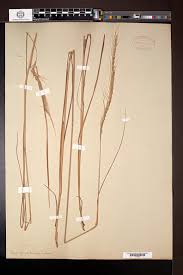 Image result for Trachypogon spicatus