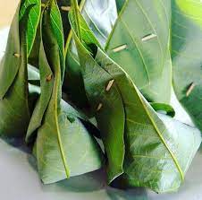 Getah tanaman memiliki kandungan racun, namun sisi tanaman lain mempunyai dampak antiradang ( antiflamasi ), antikanker ( antineoplasmik ), menyingkirkan nyeri. Ms Wilderness On Twitter Daun Getah Tapai Originally Dibuat Dlm Daun Getah Tp Skrg Dh Byk Inovasi Guna Platic Container Kecik2 Nk Mudah Kan Mudah Buat Mudah Juga Mencemarkan Dunia Dgn Plastik