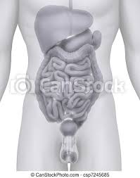 Anatomy, abdomen and pelvis, male genitourinary tract; Male Abdominal Organs Anatomy Illustration On White Canstock
