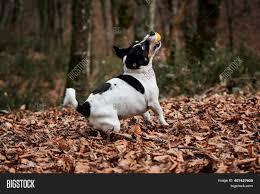 More images for short legged jack russell » Walk Jack Russell Image Photo Free Trial Bigstock