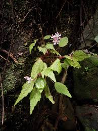 Image result for Begonia elatostemmoides