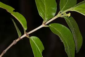 Image result for Bullockia setiflora