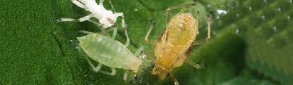 We can help with pests such as termites, bed bugs, ants, rodents, roaches & more! Lettuce Aphid Lettuce Agriculture Pest Management Guidelines Uc Statewide Ipm Program Uc Ipm