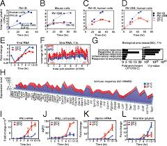 They belong to the family picornaviridae (see picornavirus). Temperature Dependent Innate Defense Against The Common Cold Virus Limits Viral Replication At Warm Temperature In Mouse Airway Cells Pnas