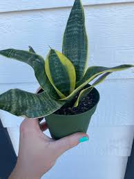 Image result for Tristachya superba