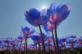 Blue flowers that mean friendship. Friendship Signs Flowers Secret