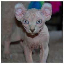 She loves to entertain and delight her humans and will follow. Hairless Cats The Ultimate Guide Of Hairless Cat Breeds