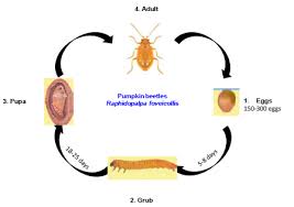 Colorado potato beetle life cycle. Cucurbitaceous Vegetable Insect Pests Vikaspedia
