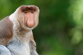 Questo insieme corrisponde a un volume di un millimetro cubo solamente. La Specie Di Scimmie Piu Curiose I Miei Animali