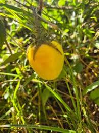 Image result for Solanum aculeatissimum