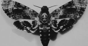 Black And White Spotted Moth Meaning Moth Tattoo Polilla Polilla De La Muerte Insectos Raros