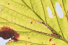 Image result for Stigmella ulmariae