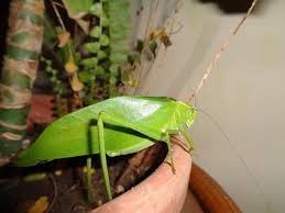 Maybe you would like to learn more about one of these? De Excursion Por Mi Jardin Un Saltamontes Esperanza Steemit