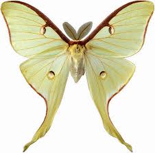 printable butterfly cliparts cliparts zone