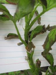 Maybe you would like to learn more about one of these? Raspberry Leaves Curling And Turning Brown 421084 Ask Extension