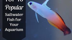 We did not find results for: 10 Great Saltwater Fish For The Home Aquarium Pethelpful