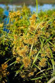 Image result for Cyperus obtusiflorus