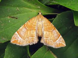 Image result for Eulithis testata
