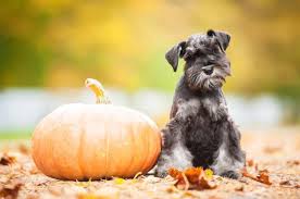 Check spelling or type a new query. 25 Of The Cutest Schnauzer Dog Haircuts We Love Hairstylecamp