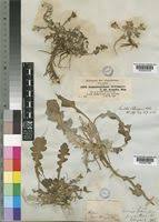 Image result for Haplocarpha