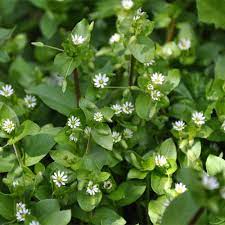 Meadow sweet has long been considered more of an herb than a weed. Chickweed Vialii Gardens