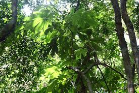 Image result for Myrianthus holstii