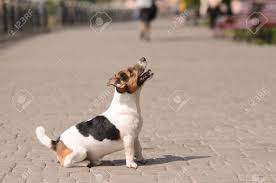 Movable Puppy White With Brown And Black Spots Walking On The Stone Pavement Stock Photo Picture And Royalty Free Image Image 63596963