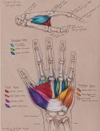 Not Actually Addicted To Studying Anatomia Anatomia Medica Fisiologia How affiliate links work on tumblr. not actually addicted to studying