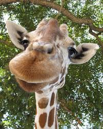 Giraffe Appreciation On Instagram Giraffe Pictures Animals Cute Baby Animals