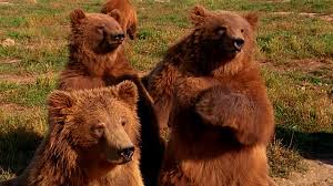 Image result for grizzly bear group