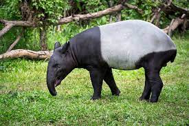Malayan Tapir Con Imagenes Tapires Animales Reino Animal