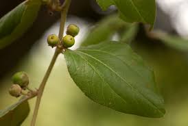 Image result for Ziziphus abyssinica