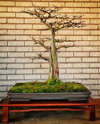 Fortunately, cypress has a wide range of availability and can be found in different climate zones as well. A Flat Top Bald Cypress Bonsai Story And A Question Adam S Art And Bonsai Blog
