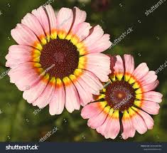 Image result for Glebionis carinata `German Flag`