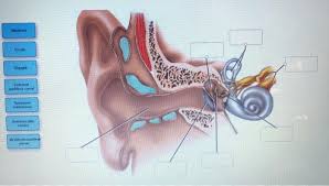 Malleus incudomallear joint incus viin pyramidal process. Malleus Incus Stapes External Auditory Canal Tympanie Chegg Com