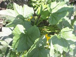 Zucchini plants are prolific producers when given the right care. Zucchini Squash Is Easy To Grow But Its Large Leaves Can Quickly Take Up Space In The Garden And Prevent Zucchini Plants Growing Zucchini Pruning Tomato Plants