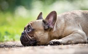 Sadly, many french bulldog owners end up having to give up their dog for adoption when they find symptoms of allergies in french bulldogs. French Bulldog