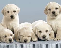 16 Cute Labrador Retriever Puppies Wallpapers Cute Puppy Wallpaper Puppy Wallpaper Cute Puppies