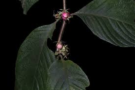 Image result for Sabicea bequaertii