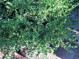 Image result for Carissa