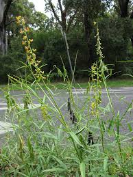 Image result for Crotalaria lanceolata