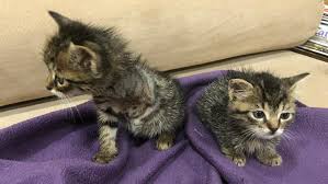 Yavru Kedi Ilanlari Kedi Sahiplendirme Ucretsiz Kedi Sahiplendirme Part 2